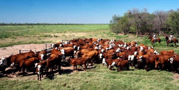 Jornada a campo sobre ganadería intensiva | Organiza Región Noroeste Argentino (NOA)