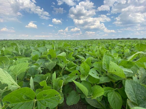 JAT agrícola | Región Chaco Santiagueño (CHS)