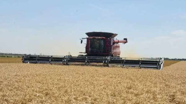 JAT de trigo | Región CREA Sur de Santa Fe