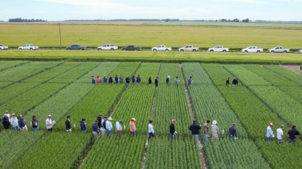 JAT de fina | Región CREA Mar y Sierras
